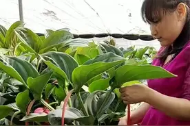 老花再漂亮也要摘掉；这样才能让它长出新枝开出更多更美的新花！宝莲灯花#花卉#养花视频封面