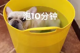 总算有只狗狗得皮肤病了，这下可以出个不用药物治疗真菌性皮肤病的教程了🤗#法斗 #萌宠 #法国斗牛犬视频封面