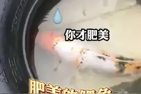 见者接好运！#广东中山暴雨后村里街道出现花锦鲤，村民纷纷设网捕鱼，广东主播第一反应竟是：这条鲤鱼好肥美#广东dou知道 #广东美食视频封面