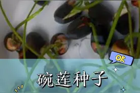 碗莲种子种植，简单3步，养出一盆开花碗莲盆栽视频封面