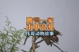 高清记录下雨天猫头鹰抚育幼鸟，养儿方知父母恩！#野生鸟类摄影视频封面