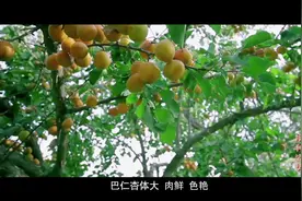 取悦自己，才是生活的王道，生活需要一些仪式感视频封面