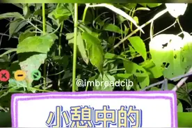 小憩中的红脖颈槽蛇@中科院中国科普博览