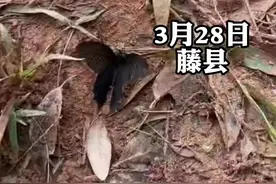 东航客机坠毁事故现场，一只黑色的蝴蝶轻轻飘落。消防员轻轻用手托起，将它送离。视频封面