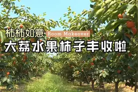 柿柿如意！大荔水果柿子丰收啦视频封面