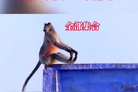 印度猴子为复仇，上演猴狗大战，250只狗被团灭#上西瓜看纪录片 #star @西瓜视频视频封面