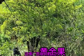 #创作灵感 广西野山竹别名黄金果，四季常青的叶片，适合做庭院树视频封面