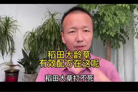 #水稻抗性杂草 打不死，可以试试这几个方案#中海聊农业 #乡村守护人 #新农村计划2022 #来抖音学农技视频封面