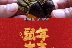 世界上最贵的海螺，被称作来自地狱的海鲜@抖音短视频 #动物#海螺视频封面
