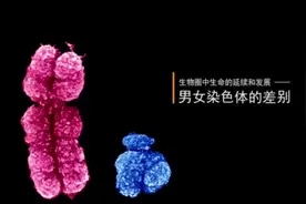 男女染色体的区别视频封面