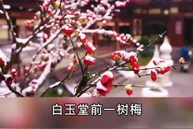 #王安石 《梅花》“白玉堂前一树梅，为谁零落为谁开。唯有春风最相惜，一年一度一归来。”#诗词@抖音短视频视频封面