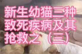小猫吸入性肺炎！小猫低血糖！小猫衰退综合征！#猫咪 #萌宠 #吸入性肺炎 @抖音短视频视频封面
