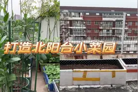 做好防水开始打造北阳台小菜园，10元一个的大种植盆你见过吗？视频封面