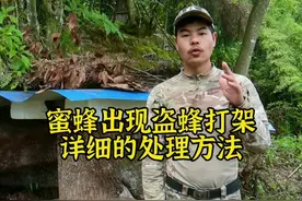 在养蜂的过程中，蜜蜂出现盗蜂打架对于养蜂人来说是很严重的，今天小文详细的给大家讲解处理盗蜂打架的方法#养蜂 #诱蜂 #养蜂技术 #农业农村 #新农人计划 @抖音短视频 视频封面