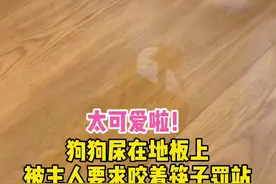 太可爱了！狗狗尿在地板上，被主人要求咬着筷子罚站视频封面