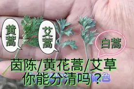 知道这三点，你也能快速分辨茵陈、黄花蒿和艾草。视频封面