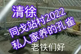 #山西太原  #太原#清徐  山西太原市同戈站村私人家养孔雀2022视频封面