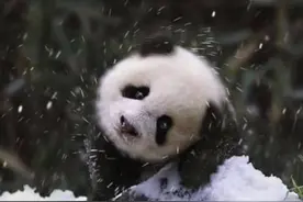 冰墩墩爱滑雪#大熊猫 #抖音自然 #冰墩墩视频封面