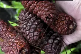 为什么公园捡的松塔里没有松子？#植物 #松子 #松塔 视频封面