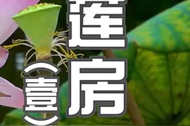#莲房#传统文化 #中医 #莲 视频封面
