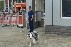 安岳市民忍痛割爱，将爱犬送进消防救援大队；狗狗深情目送主人离开，万物皆有情 #四川安岳  @抖音短视频