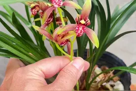 小国魂逸红双娇，美娇娘#国兰 #兰花 #国风 #一花一草一世界视频封面