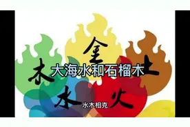 大海水配石榴木视频封面