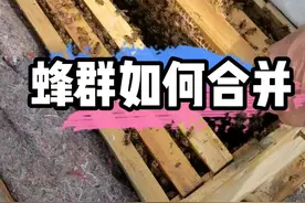如何合并蜂群呢？蜜蜂合群的两种方法 #合并蜂群 #养蜂技术分享 #养蜂技术 #养蜂 #蜜蜂养殖 #三农 视频封面