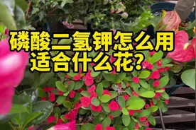 磷酸二氢钾使用方法，适合哪些花呢？促进开花的功效和作用视频封面