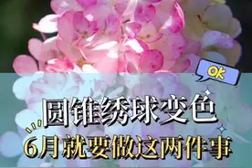 圆锥绣球，6月做这2件事，秋季枝头开出诱人的草莓冰激凌 #圆锥绣球 #抖音618好物节视频封面