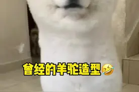 夏天修毛可以但千万别一下剃光～会把皮肤烤焦😅#萌宠出道计划 #萨摩耶 #征集萌宠审核员视频封面