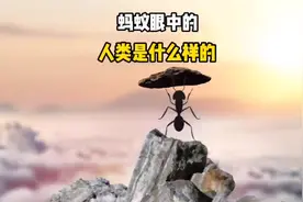 蚂蚁眼中的人类到底是什么样的存在？蚂蚁真的是二维生物吗？视频封面
