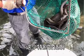 #鳗鱼 #鳗鱼饭 活河鳗鱼，顺丰送到家，发货后江浙沪24小时内必达视频封面