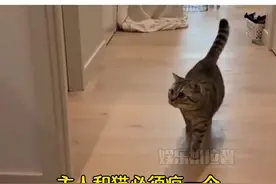 猫:我服了，你个老六。视频封面