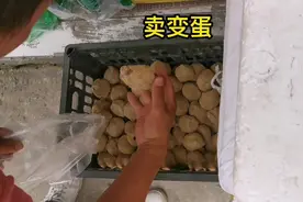 你们那的变蛋怎么卖的？你看懂了吗？#河南变蛋 #河南特产 #变蛋视频封面