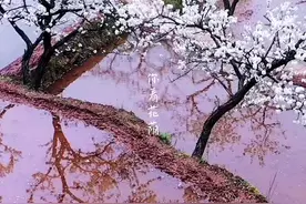 #梁平曲水李花开，春天比你先拥抱了我，天气在回暖，往后的日子都充满了希望#春暖花开 #航拍最美家乡视频封面