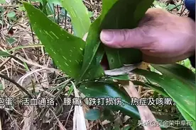 本草纲目：蜘蛛抱蛋的功效与妙用＃小彭影音汇视频封面