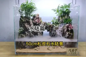 50cm经典水陆缸欣赏！这次用松皮石做了悬空桥造景，简单容易上手视频封面