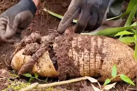 纪录片：寻宝人深山挖宝藏，挖到“超大蛹壳里藏着的古币”#寻宝视频封面