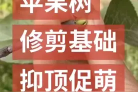苹果树修剪基础-抑顶促萌视频封面