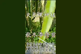 火龙果修剪方法！你记住了吗？#nova8拍出你的vlog #燃情冬奥抖来嗨 #园林 #农业种植 #果树管理视频封面