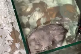 真是后怕！我家仓鼠又掉进鱼缸了！视频封面