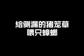 给还没成熟的猪笼草喂只蟑螂，看看笼子成熟后蟑螂有没被消化@DOU+小助手视频封面