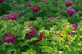 邢台达活泉公园牡丹开了  不用去洛阳啦#国色天香牡丹花 #国花牡丹 #春天你好 视频封面