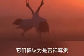 中国仙鹤#丹顶鹤 种群已恢复 深深融入我国文化象征着吉祥、长寿#动物百态 @抖音短视频视频封面