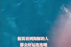 平潭海域出现成群海豚#海豚 视频封面