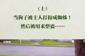 #当狗子被主人打扮成蜘蛛 然后被用来整蛊……（上）😜视频封面