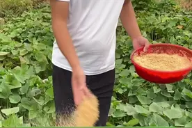#红薯防虫 炒香的麦麸兑辛硫磷，在傍晚前均匀撒在红薯田里，然后用脚趟一下，保证麦麸落到地面#薯悦红薯苗#红薯视频封面