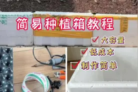成本不到10元的简易种植箱教程来了，赶紧试试吧#家庭种植视频封面