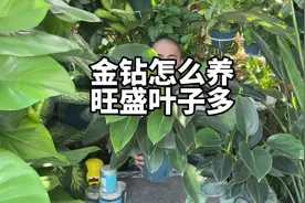 金钻绿植怎么养？才会旺盛叶子多？金钻浇水施肥方法。  #金钻视频封面